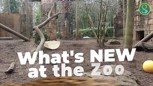 13K views · 41 reactions | Coming soon to the Greenville Zoo ➡️ A 漣 giraffe feeding platform and new home for our  amur leopards. Learn more about our latest construction projects and exhibits at greenvillezoo.com | City of Greenville, South Carolina Government | Facebook