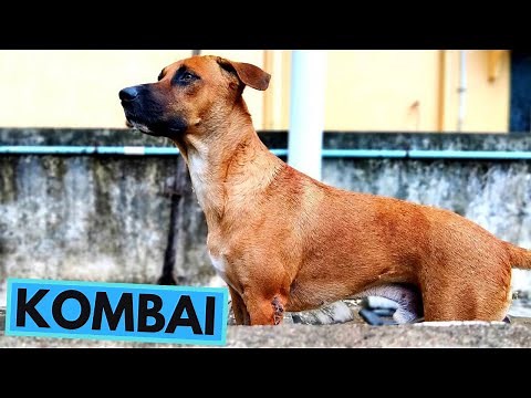 Kombai Dog Breed - TOP 10 Interesting Facts