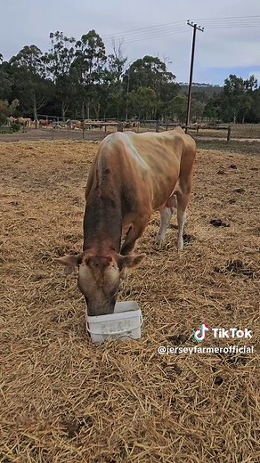 jersey farmer on TikTok