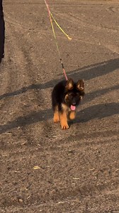 German Shepherd Puppy Care Tips for New Owners