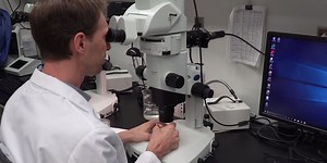 Best Life: Amazing zebrafish could cure human blindness - medicine’s next big thing?