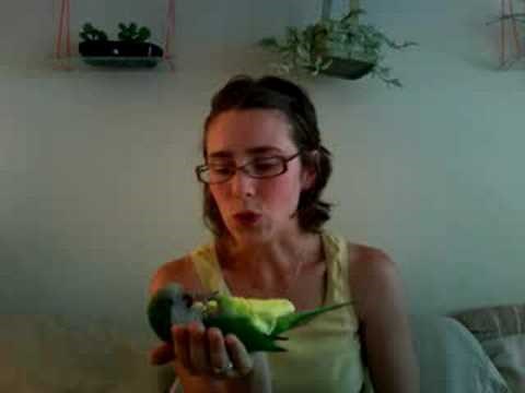 Teaching your bird tricks