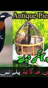 Kala Teetar Gangas Sheedi Nasal | Black Franclion Voice | Rear Breed Black Teetar