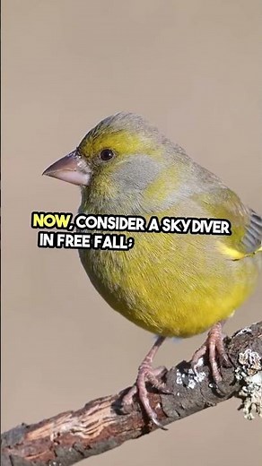 Flight Physics — How Does It Work? #Flight