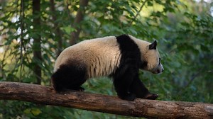 19K views · 713 reactions | I'm gonna walk across the single-log bridge to my favourite restaurant. (Xiang Shan) #HiPanda #ChengduPandaBase #PandaFun For more panda information, please check out: https://en.ipanda.com | iPanda | Facebook