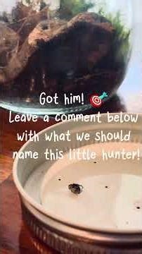 Watch This TINY Baby Jumping Spider Hunt !🎯Help us name it #jumpingspider #nature #pets #cute