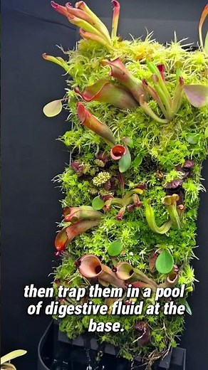 The Marvelous Pitcher Plant: Nature’s Insect Trap!