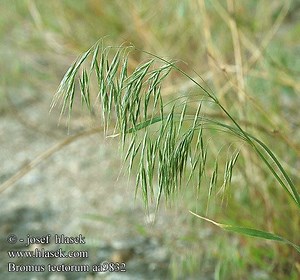 Bromus - Alchetron, The Free Social Encyclopedia