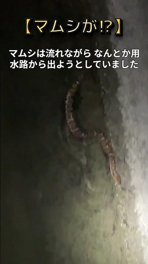 【マムシが⁉】夜の用水路で