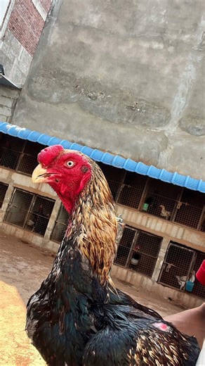 Top lines java. 🔥 #aseelmurga #swataseels #roosterfarm #murga #rooster