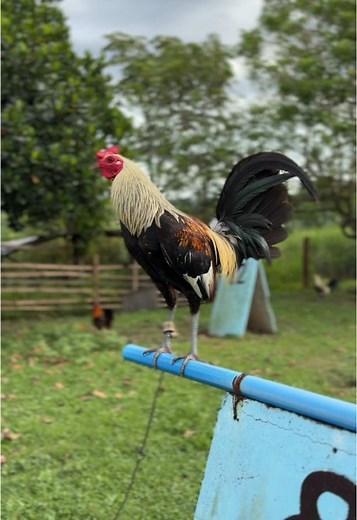 El Jahprox (@jhprxx)’s videos with original sound - GILIW !