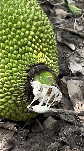 Natural Rubber Latex Collection | Traditional Technique