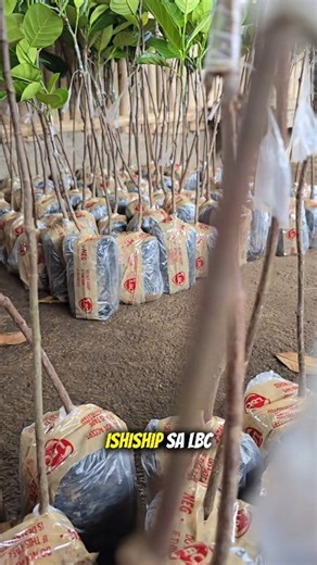 18K views · 312 reactions | Eviarcsweet jackfruit shipping nationwide via LBC Air cargo. Door to door With warranty. 09486578352 Pm us your details. Name: Add: Cp no.: | Seedlings La castellana | Facebook