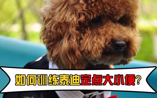 如何训练泰迪定点大小便？简单易懂的步骤