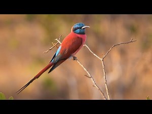 Northern Carmine Bee-eater in Kenya