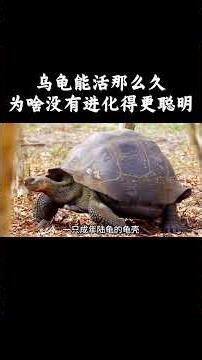 既然乌龟能活那么久，为啥没有进化的更聪明呢？！ #趣聞 #大陸 #动物科普