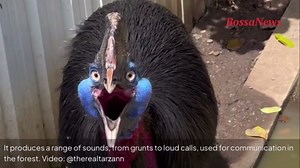 Meet the cassowary, the world’s most dangerous bird that makes a peculiar sound