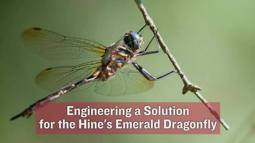 Trucks, chainsaws and helicopters – Oh my! Take a look at the wizardry behind protecting the endangered Hine’s Emerald Dragonfly. We worked with the U.S. Fish and Wildlife Service endangered species program, the Illinois Department of Natural Resources, Lockport Township and Lockport Police Department to remove electrical equipment near the home of the dragonfly: bit.ly/PLNEndangered | ComEd