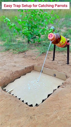 “Easy Trap Setup for Catching Parrots" #birds #funny #comedy #animallife #nature