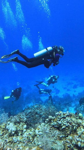 56K views · 873 reactions | Are you a diver? ✨ If you're seeing this post, then congratulations, you are officially the cooler sibling!  Let’s celebrate our love for the ocean together! ❤️ #CoolSiblings #DivingCommunity #OceanAdventures #UnderwaterWorld #DiveLife #ScubaFun #OceanLovers #ExploreTogether #DivingSquad | Coconut Tree Divers & Go Pro Caribbean | Facebook