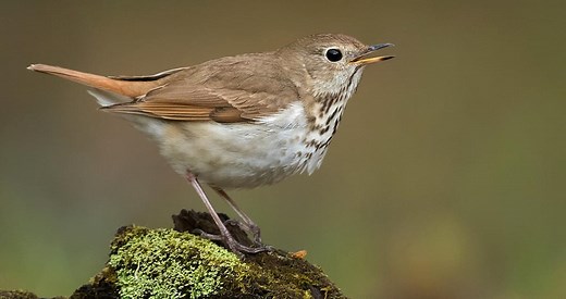 Hermit Thrush Identification, All About Birds, Cornell Lab of Ornithology