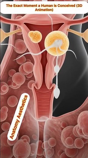 The Exact Moment a Human is Conceived (3D Animation)| Anatomy Aesthetics | Guts Health