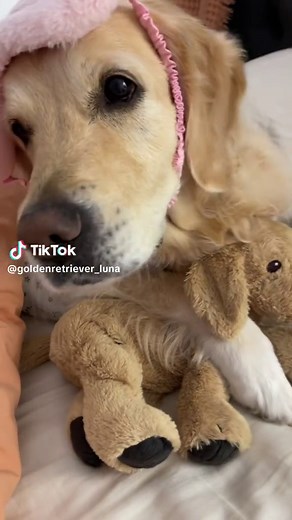 Oh no…not again #goldenretriever #dogsoftiktok #dog #bedbugs IB @Loulou the Pug 😫🐜