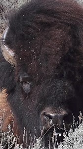 88K views · 2.6K reactions | Have you ever seen a bison with a fancy hairdo? #spring #bison #outdoors #animals | Michael Hodges, Author | Facebook