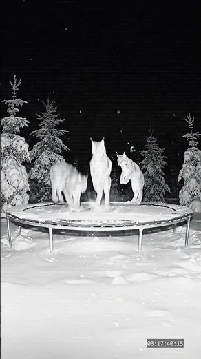 DES BONNES NOUVELLES QUI NOUS DONNENT ENVIE DE SAUTER DE JOIE !