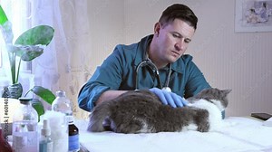 Vet doctor examines a cat in a veterinary office, an injection and animal tests. Animal health, preventive treatment, vaccination and veterinary surgeon