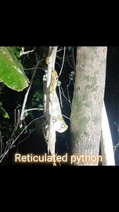 Released a Reticulated python back into the wild was done by Jayla and Agus Putra Reticulated Python (Malayopython Reticulatus) (Nama Indonesia: Sanca Kembang, Sanca Batik) Sanca Kembang adalah ular dari keluarga Pythonidae yang dapat mencapai Panjang 300 cm - 900 cm, Sanca kembang umum dijumpai tidak jauh dari badan air seperti sungai, kolam dan rawa menunggu mangsanya atau menyergap mangsanya dari pada aktif berburu (Pemangsa yang pasif), untuk melumpuhkan mangsanya dengan melilitnya kuat-kuat