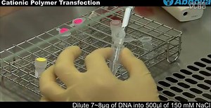 Cationic Polymer Transfection