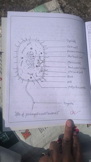 structure of prokaryotic cell / diagram of prokaryotic cell