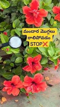 Best fertilizer for flowering plants #youtubeshorts #viralshort #terracegarden
