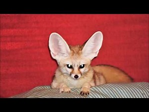 Fennec Fox Contact Call + Grumpy Squeaks