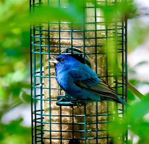 Attract birds with white proso millet seed