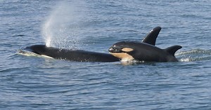 Female Killer Whales Take Leadership Roles After Menopause: Study
