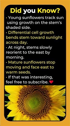 Why Do Sunflowers Follow the Sun? 🌻🤔