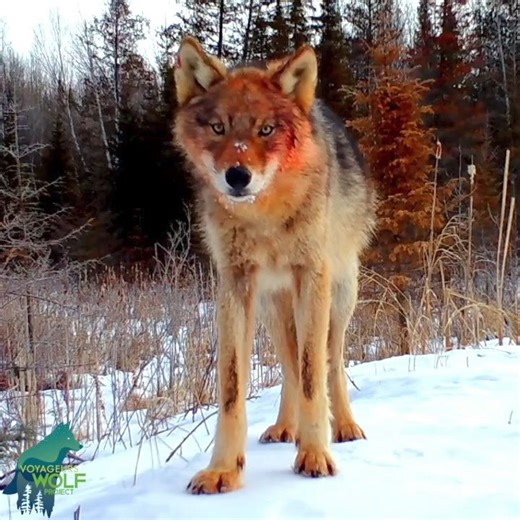 Voyageurs Wolf Project on Instagram: "Intense footage of wolves with blood-soaked faces right after gorging themselves on a deer they killed nearby. This footage combines our two major objectives during our winter research: to get observations via trail cameras of wolves in each pack to understand pack size and structure, and to study wolf predation on deer. We only need 198 folks to make a donation of any size at the link in our bio by the end of today to help support our research this upcoming