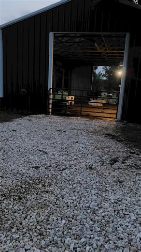 62K views · 5.9K reactions | Ruby Sue! #cow #cows #calf #baby | From Suits to Boots | Facebook