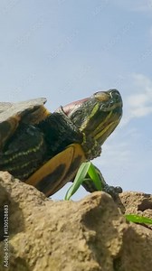 Vertical video, Portrait of Pond Slider basking in sunrays while resting on stone on blue sky background, Bottom view. Pond Slider or Red-eared Slider Turtle (Trachemys scripta)