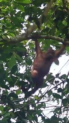 mom and baby orangutan sounds