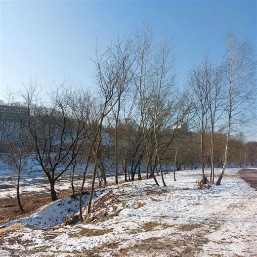 Sostinėje naikinami uosialapiai klevai