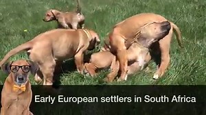 There's a reason they're called "Ridgebacks." #AKCBreedOfTheDay | American Kennel Club