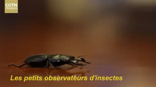 Même si l’entomologiste et écrivain français Jean-Henri Fabre n’a jamais mis les pieds en Chine de son vivant, son œuvre est depuis longtemps devenue un pont entre les Européens et les Chinois. Ses récits ont éveillé chez les enfants chinois la passion pour l’exploration du monde des insectes. #ChineUE50Ans | CGTN Français