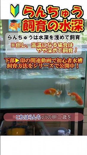 Must-Watch for Beginners! Raising Beautiful Ranchu Goldfish: Key Tips on Water Depth You Might Be...