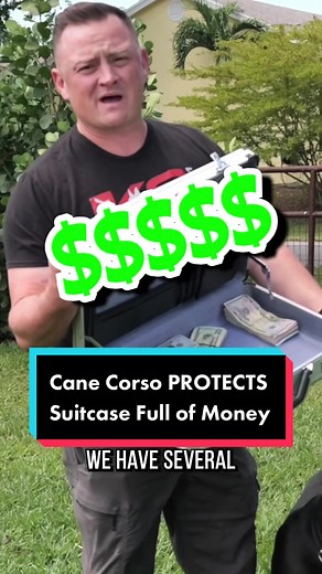 125-Lb Cane Corso PROTECTS Suitcase Full of Money #dog #dogs #puppy #canecorso #canecorsoitaliano #bitework #protectiondog #fyp