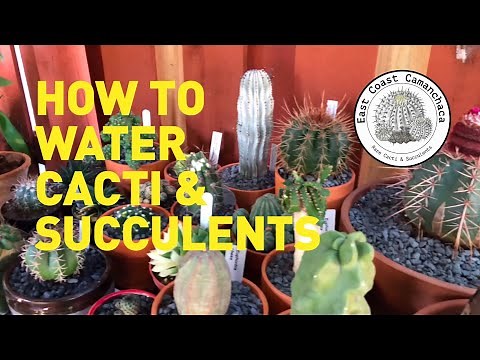 Watering Cacti 101 - Tips on how you should be watering cacti and succulents!