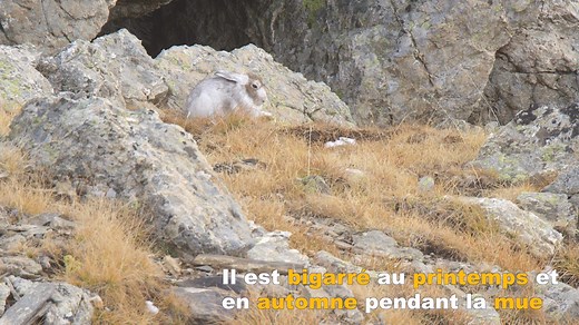 [SECRETS DE NATURE] : les 4 saisons du lièvre variable Le lièvre variable, ou blanchon, est présent naturellement dans toutes les Alpes. Il mise tout sur le camouflage… et ça marche ! Brun l’été, blanc l’hiver, il passe pendant les mues à l’automne et au printemps par un patchwork de blancs et de gris-brun. En été, souvent tapi sous une souche ou sous un bloc rocheux, et en l’absence d’empreintes au sol, il devient alors encore plus difficile à repérer... Réalisation / images : Frank Neveu - Vis