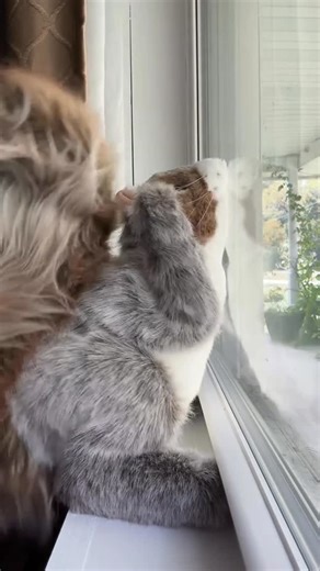 Mike Clark Jr. on Instagram: "Who got this little freaky squirrel twerking to “Keep On Steppin” 😂😂😂😂 @pipsthesquirrel #MikeClarkJr #KeepOnSteppin"